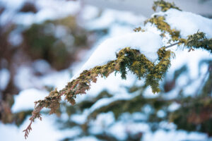 Let the little ones have their snow days